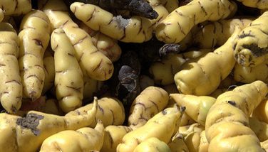 Oca du Pérou