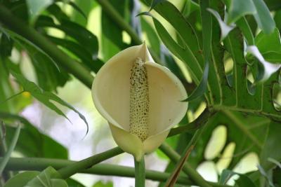 Philodendron (cérimon)