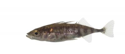 Epinoche