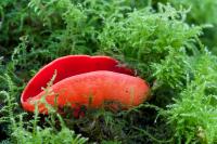 Cupuliforme