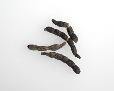 Xylopia aethiopica