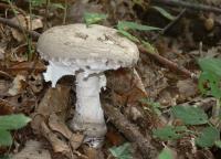 Carpophore