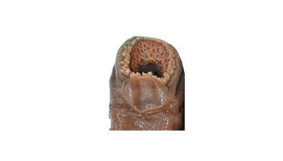 Lamproie