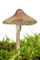 Campanulé