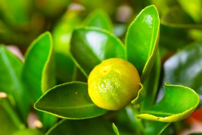 Calamondin