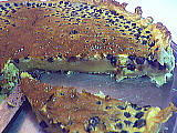 Image : Clafoutis aux myrtilles