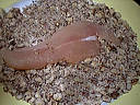 Escalopes de poulet aux noisettes - 5.3