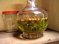baie rouge : Estragon au vinaigre