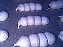 Chenilles de meringue à la noix de coco - 9.2