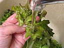 Chou-fleur en salade - 7.1