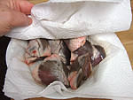 Brochettes de coeurs d'agneau - 1.2