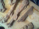 Foie gras aux fruits - 4.1