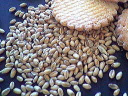 Image : Acide folique, vitamine B9 - grains de blé