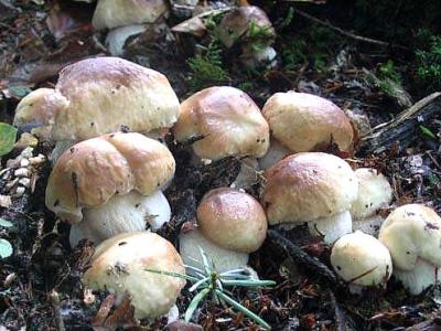 Image : Champignons - cèpes