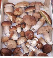 Cèpe