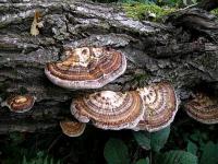 Flabelliforme