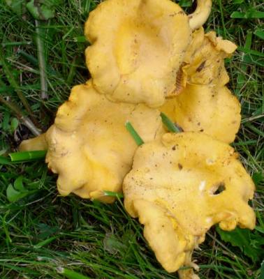 Chanterelle ou girolle