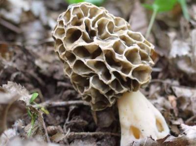 Image : Morille  - Morilles