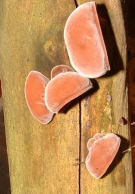 Photo : Oreilles de judas ou champignons noirs