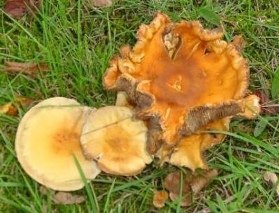 Russule