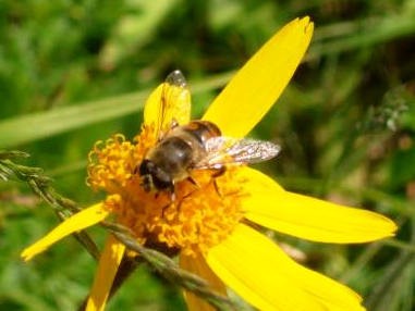 Image : Arnica - fleur d'arnica