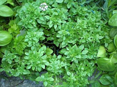 Image : Basilic - basilic
