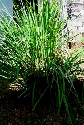 Image : Citronnelle - Plant de citronnelle