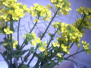 Photo : Colza