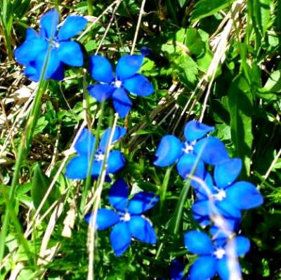 Photo : Gentiane