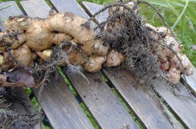 Image : Rhizome