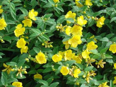 Image : Millepertuis  - Plante millepertuis