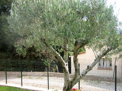 Huile d'olive