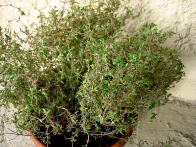Photo : Pot de thym