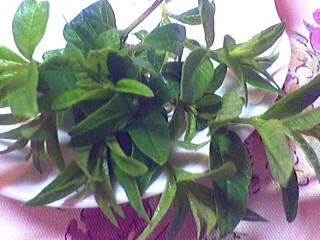 Photo : plant de verveine