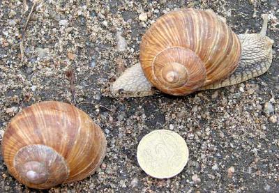 Image : Escargot  - escargot
