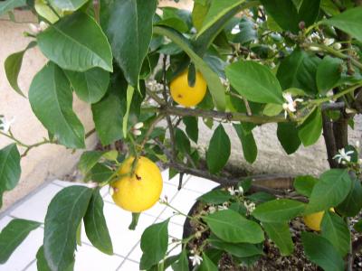 Citron