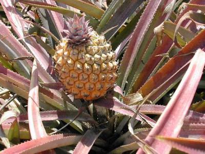 Photo : L'ananas
