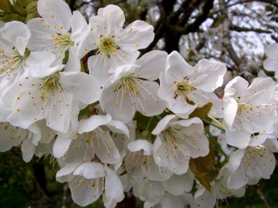 Photo : fleurs de cerisiers