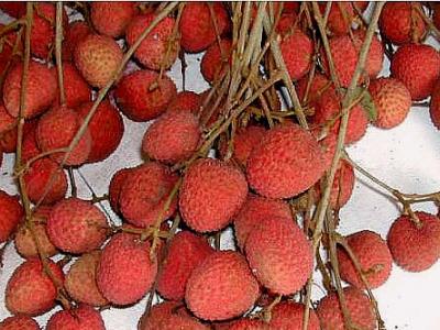 Image : Litchi - litchi