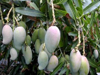 Photo : mangue