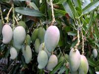 Mangue