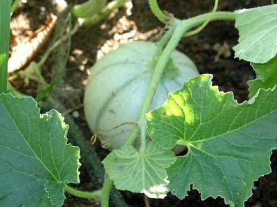 Photo : Melon