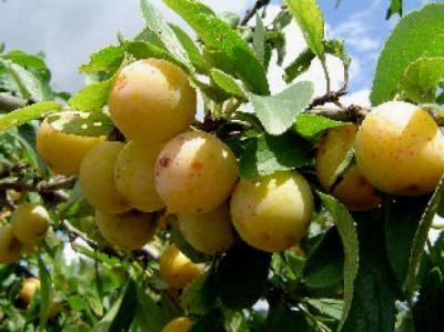 Cooking page: Mirabelle plum
