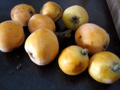Photo : nèfle japonnaise