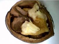 Cellulose