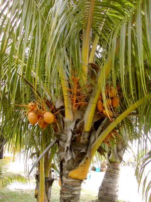 Photo : Noix de coco