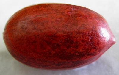 Image : Noix de Pécan ou noix pacane - Noix de pécan