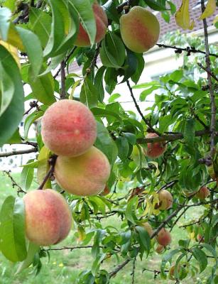 Image : Pêches, Brugnons et Nectarines - pêche