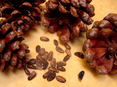 Image : Pignons de pin