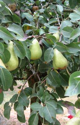 Image : Poire  - poirier et ses fruits
